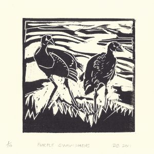 Purple Swamphens