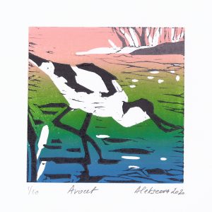 Avocet