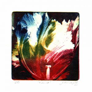 Tulip