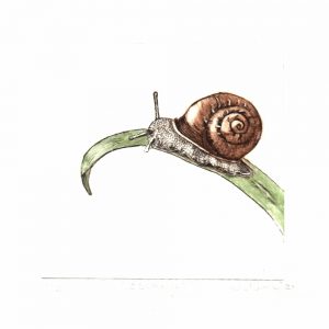 Escargot