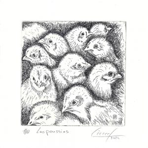 Les poussins